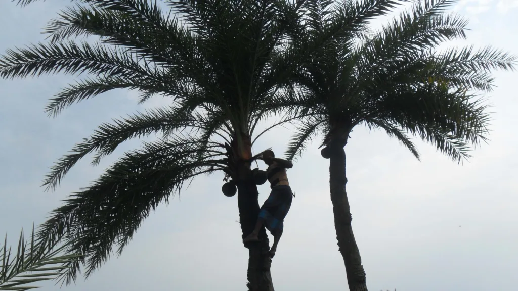 Junglemahal: আগুন আর খেজুর রসেই মেজাজ ফিরছে শীতাতুর জঙ্গলমহলে 1 InShot 20260110 121837896