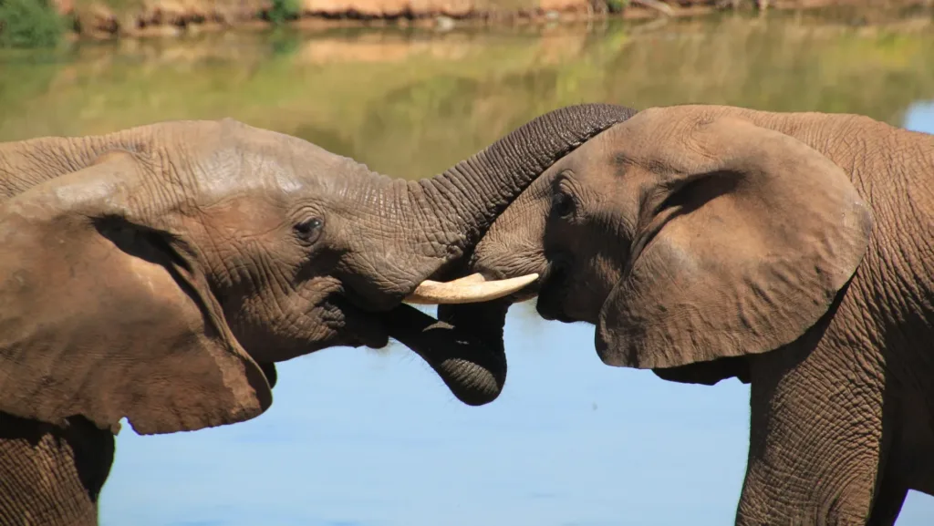 Jalpaiguri News: সঙ্গীনী কার? তা নিয়ে উথালপাথাল, বাধল ব্যাপক সংঘর্ষ, মৃত্যু! 1 Jalpaiguri News