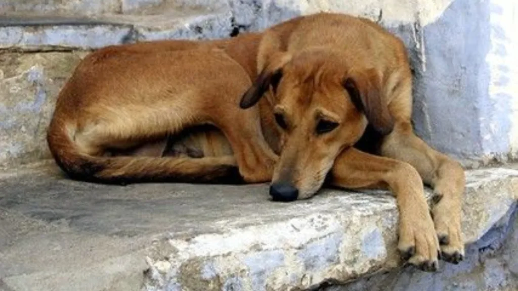 Telangana Stray Dogs