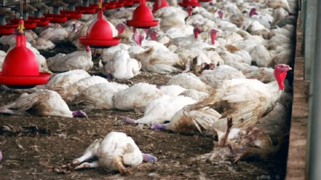 Bird Flu: ফের এই রাজ্যে বার্ড ফ্লু আতঙ্ক, ৬ দিনের ব্যবধানে মৃত ৪৪০০ মুরগি 1 Bird Flu