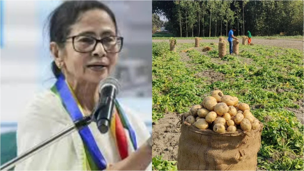 Mamta Banerjee : অকাল বৃষ্টিতে ক্ষতি আলু চাষে, বিমার মাধ্যমে ক্ষতিপূরণের ঘোষণা মুখ্যমন্ত্রীর 2 Mamta Banerjee