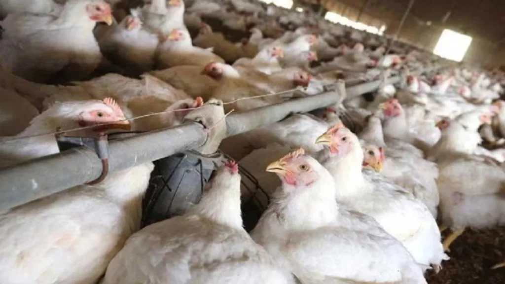 No Chicken Available