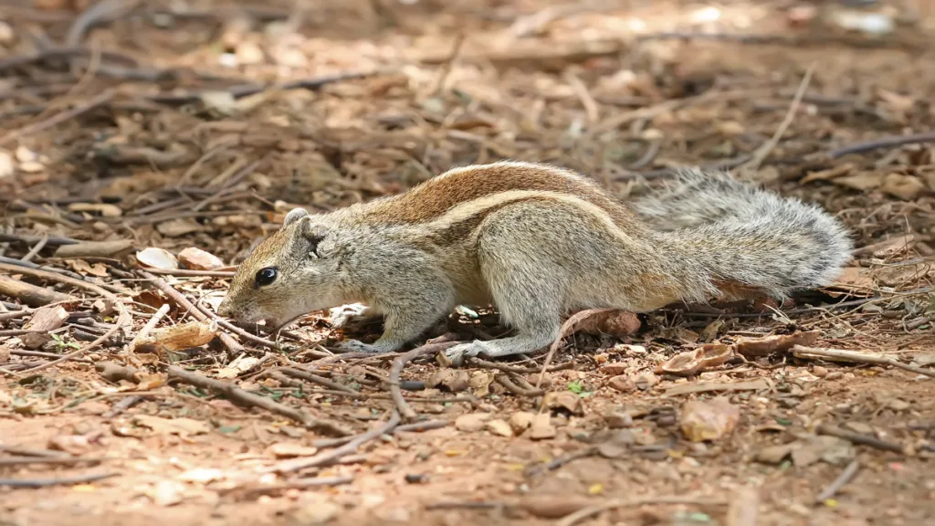 Rajasthan Squirrel
