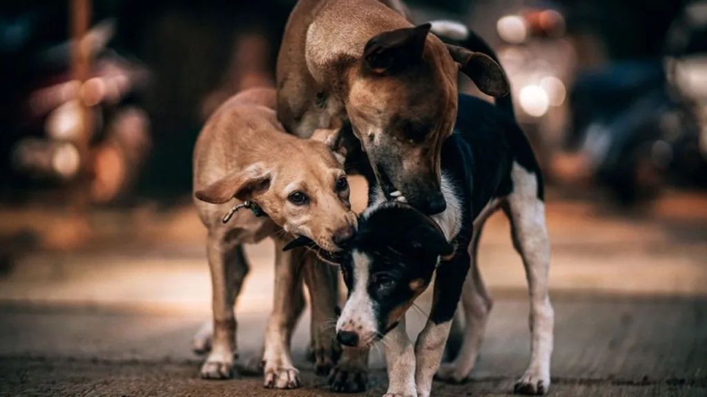 Stray Dogs Removal
