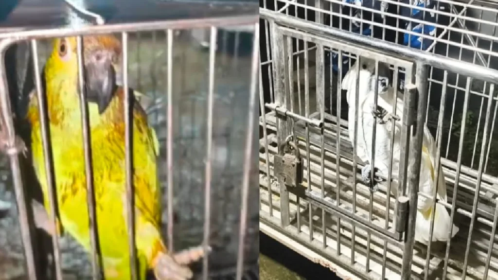 Baruipur Animal Smuggling_1