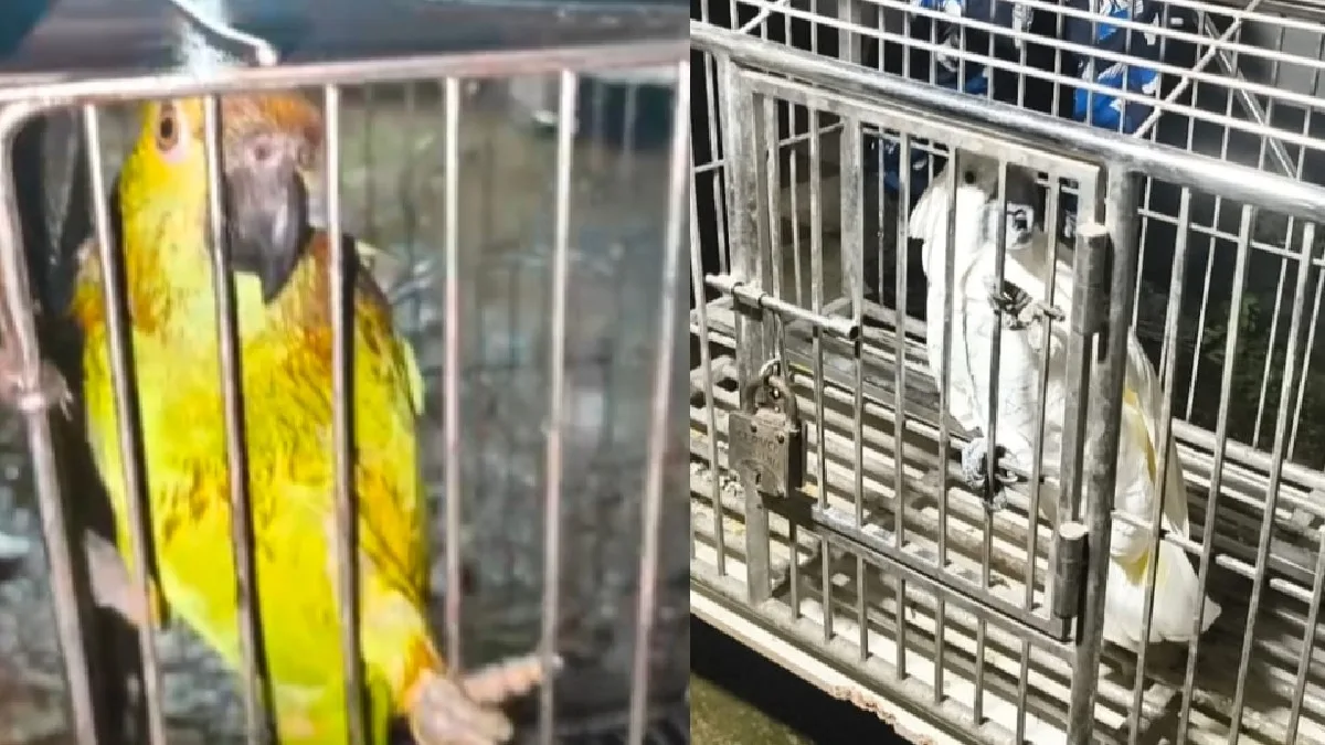 Baruipur Animal Smuggling_1