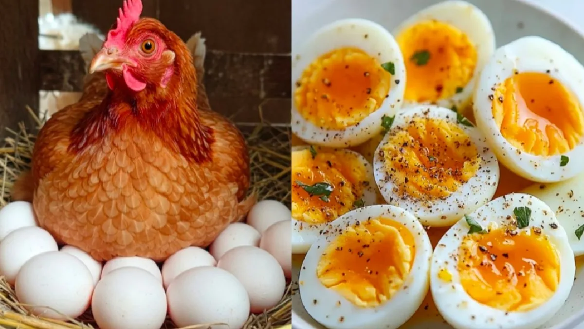 Egg Price Hike