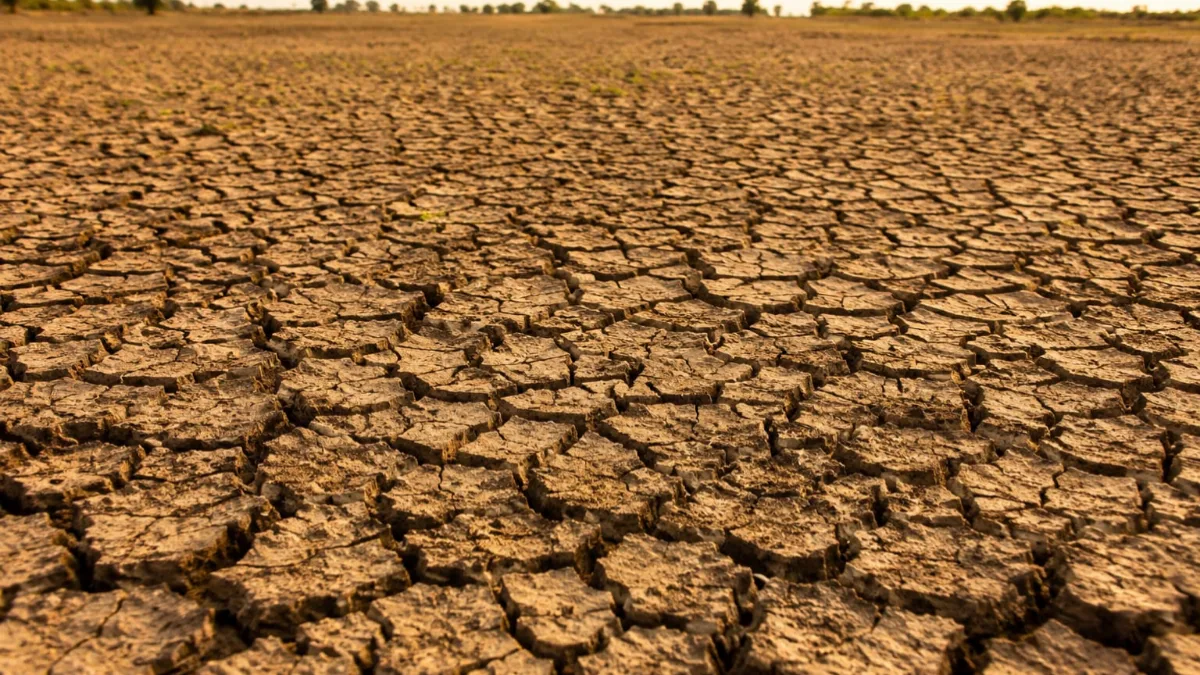 Imd Forecasts