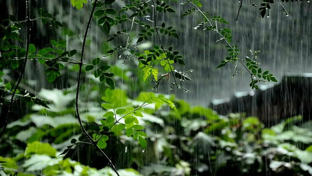 Weather Update 11