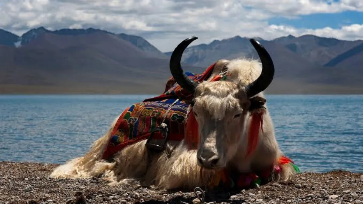 cloning yaks