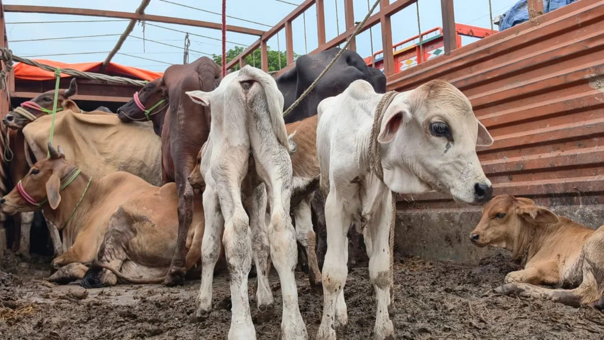 Cow Smuggling