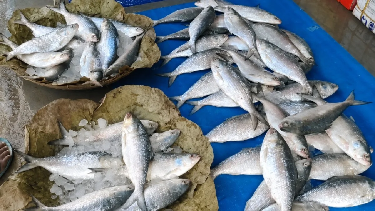 Digha Hilsa Fish