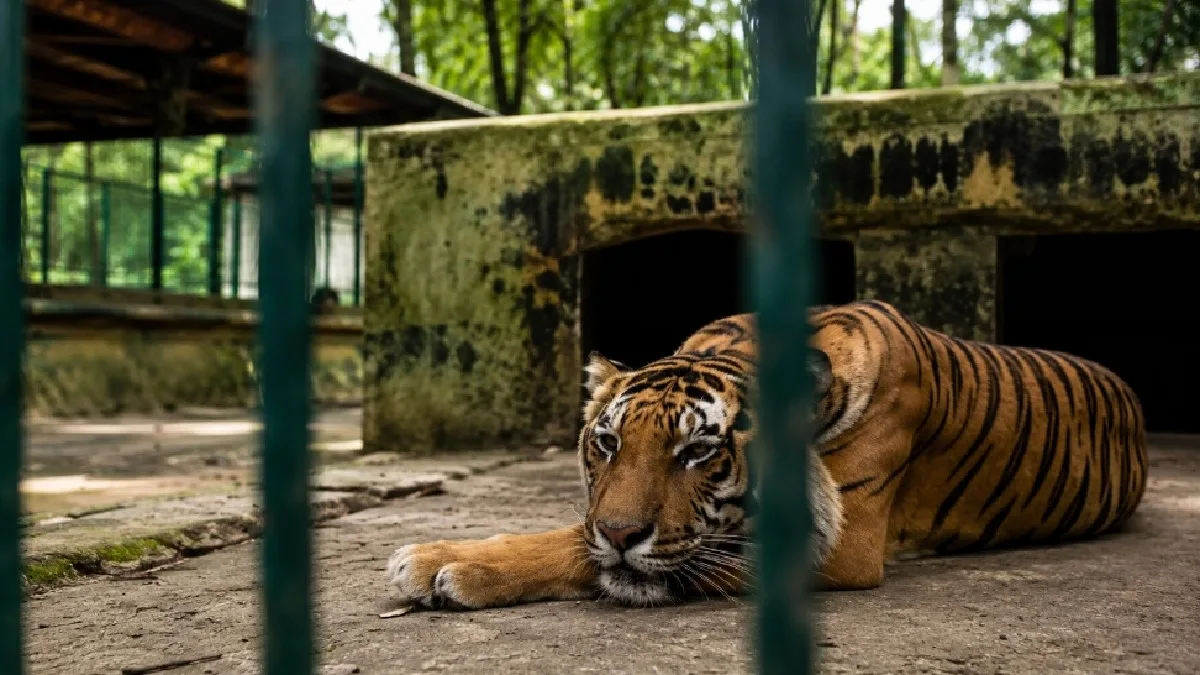 Royal Bengal Tiger Death