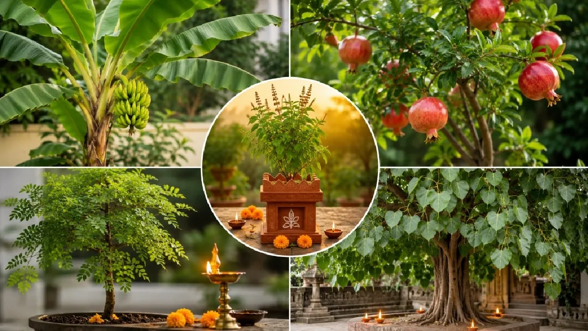 Hindustan News Point | State, National, Sports, Utility News 51 Vastu Tips