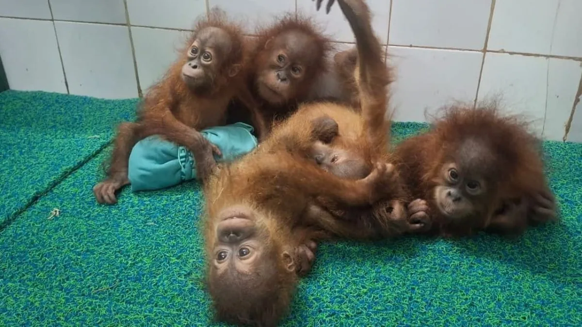 Exotic Primate Smuggling Network