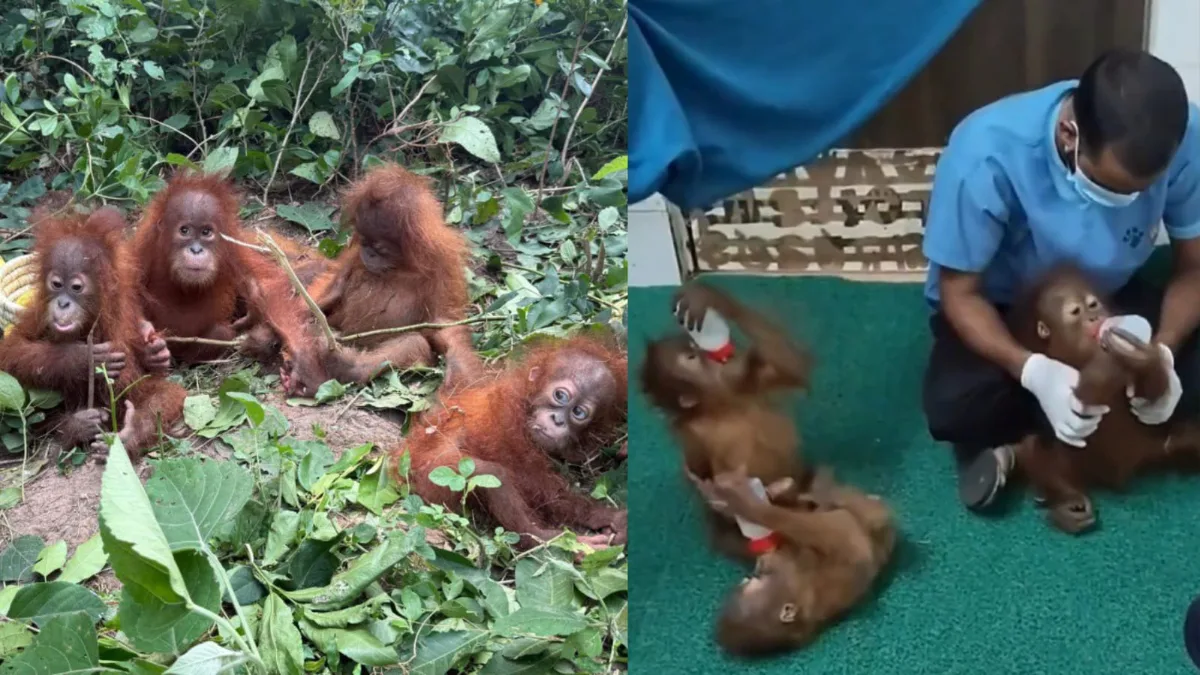 Orangutans