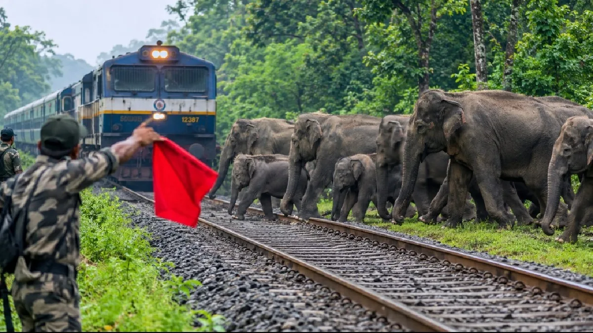Elephants Life Saved