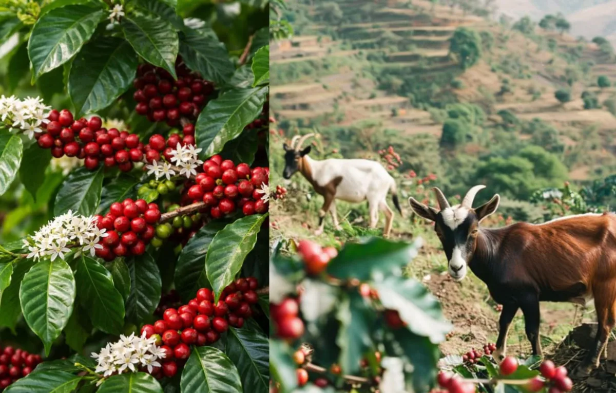 World Coffee Day